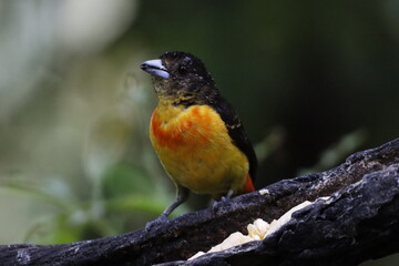 Fototapeta premium Hermosos pájaros con un colorido único.