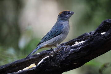 Hermosos pájaros con un colorido único.