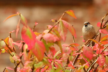 close up of a sparrow perching on a twig