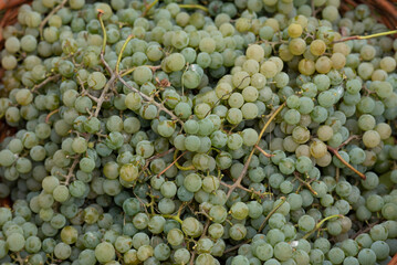 Ripe White Grape fruit harvest in nature, countryside view. White Grape growing on wine in vineyard.