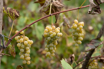 Ripe White Grape fruit harvest in nature, countryside view. White Grape growing on wine in vineyard.