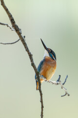 Close up image of male common Kingfisher perching on a tree branch.	