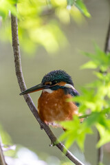 Close up image of female common Kingfisher perching on a tree branch.