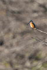 Close up image of male common Kingfisher perching on a tree branch.	