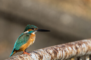 Close up image of male common Kingfisher perching on a steel railing.