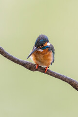 Close up image of male common Kingfisher with green background.