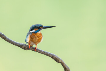Close up image of male common Kingfisher with green background.