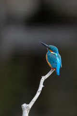 Close up image of male common Kingfisher perching on a tree branch.