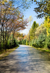 Fototapeta premium Wet road after the rain with trees