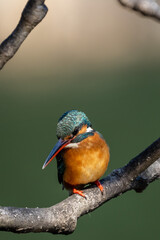 Close up image of female common Kingfisher perching on a tree branch.