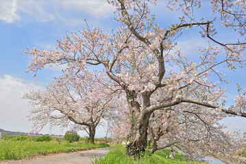 流川桜並木