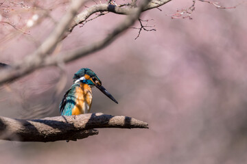 Close up image of male common Kingfisher perching on a tree branch with pink background.