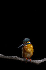 Close up image of male common Kingfisher with black background.