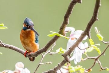 Close up image of male common Kingfisher perching on a tree branch.	