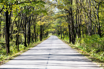 Path in forest with green trees