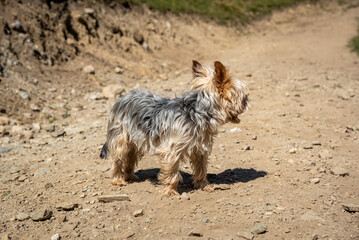 Hund / durstig / Trockenheit