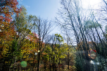 Fall foliage in the autumn season
