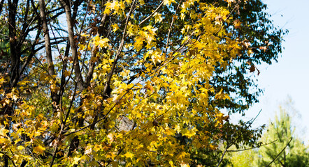 Yellow maple leaves in the autumn