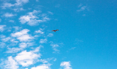 birds fly high in the blue sky with white clouds
