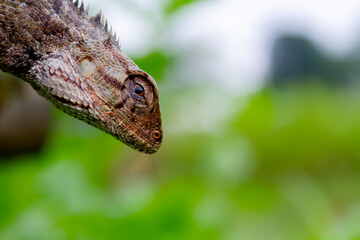 Close-up photo of the brown garden lizard. This species is mostly found near rice fields on the...