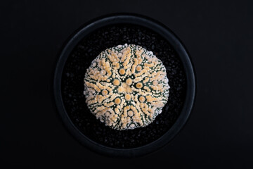 Hanazono Astrophytum cactus close up with Akadema stone . Astrophytum Catus in black background. Astrophytum asterias cactus. Top view of Astrophytum Asterias.