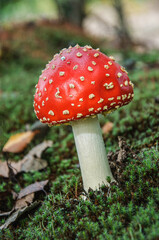 A red and white speck mushroom in the forest. Ukraine