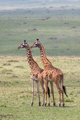 Two young adult male Masai giraffes, giraffa camelopardalis, standing side by side in the grasslands of the Masai Mara, Kenya