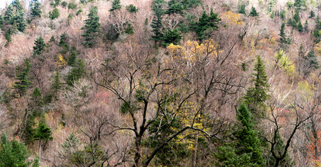 Colorful autumn trees in China