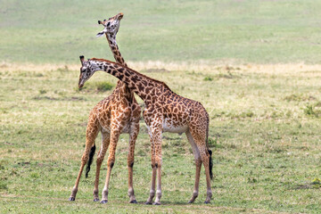Naklejka na ściany i meble Two young adult male Masai giraffes, giraffa camelopardalis, necking or sparring in the Masai Mara, Kenya. This aggressive behaviour is to establish dominance