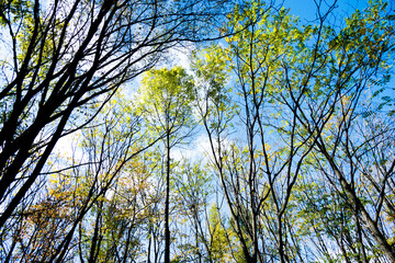 Obraz premium Trunks of trees on the scenic autumn forest