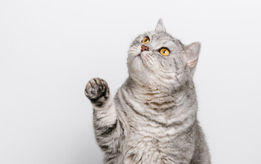 Cute cat raising his paw up, white background