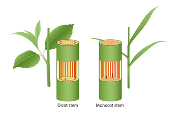 Internal structure of dicot and monocot stem