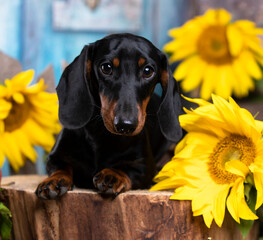 dachshund dog black tan color and sunflowers flowers