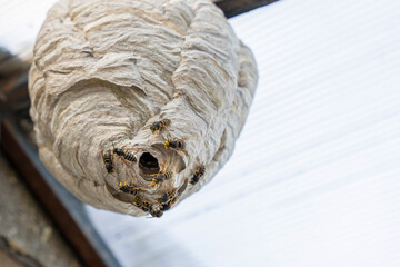 wasp nest under the roof of the house and wasps guarding the entrance - obrazy, fototapety, plakaty