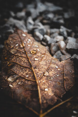 macro shot of a leaf in autumn in red, orange, yellow and green. Beautiful autumn mood