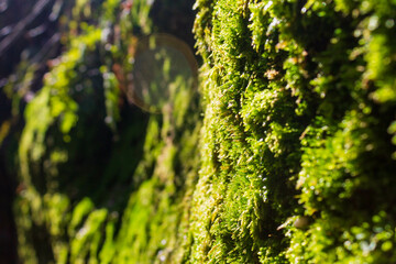 Green Moss on Stone with Sun Spot