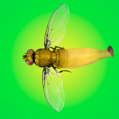 Bananafly construction