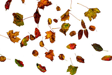 autumn leaves isolated on white