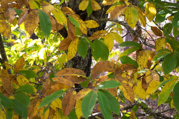 Chestnut tree branch with different coloured leaves in autumn. Autumn concept and orange colours.