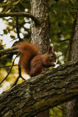 squirrel on tree