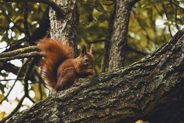 squirrel on tree