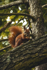 squirrel on tree