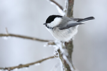 Fototapeta premium Willow tit
