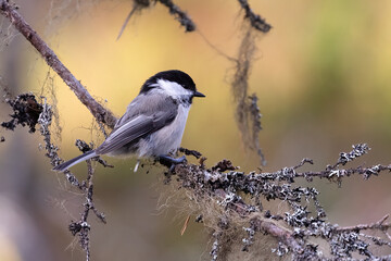 Willow tit