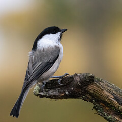 Willow tit