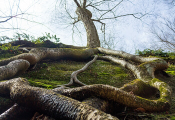 Fototapeta na wymiar Tree Roots growing up the side of a rock wall