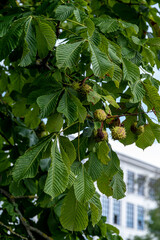chestnut leaves and fruit