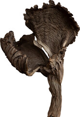 Dried Wintermushroom,   isolated png file