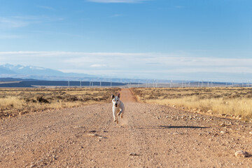Young white and black pitbull or pit bull terrier running forward toward viewer on a dirt and stony country road near mountains and a windmill farm