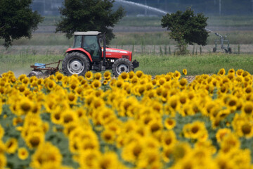 ひまわりとトラクター